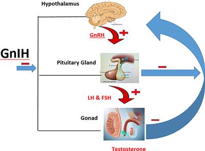 Impact of stress on male fertility: role of gonadotropin inhibitory hormone